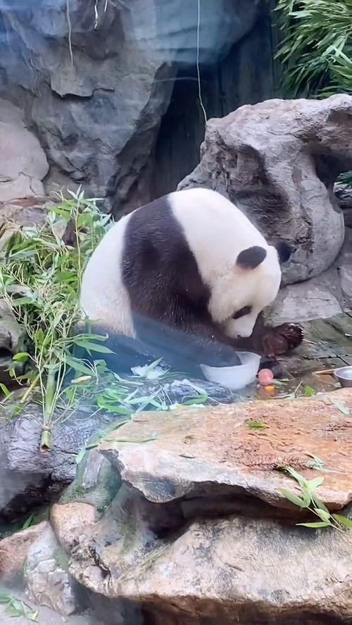 熊猫小子的趣味生活,萌趣生活大揭秘